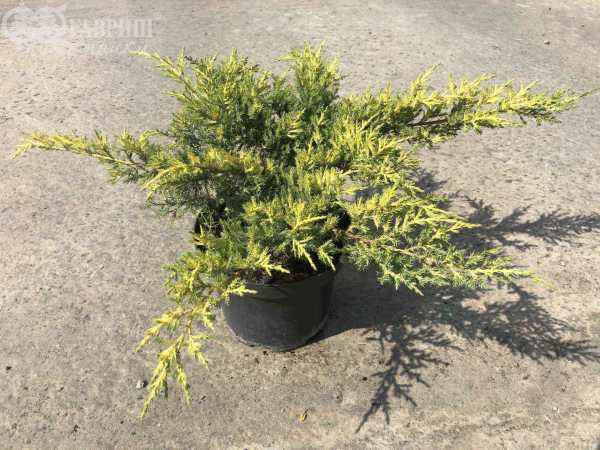 Купить можжевельник средний gold star деревья и растения