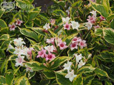 саженцы Вейгела цветущая Nana Variegata
