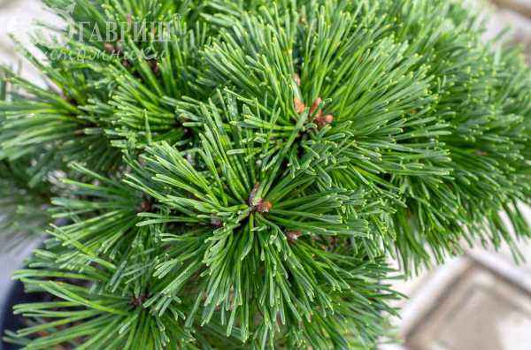 Купить сосна горная grune welle деревья и растения