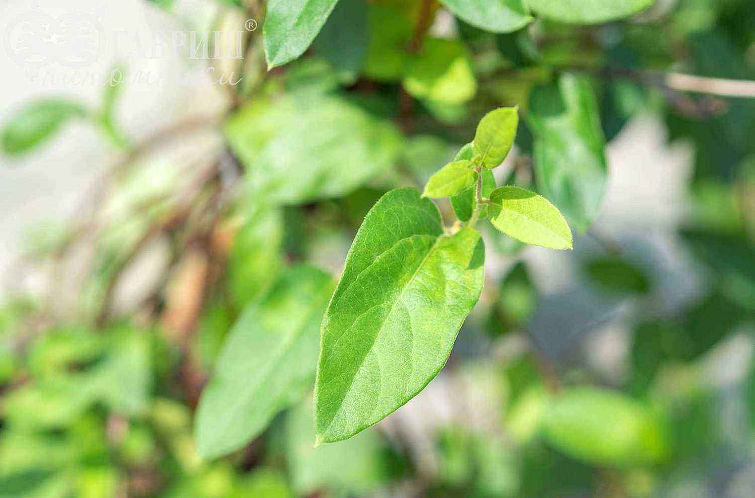 Жимолость японская American Beauty