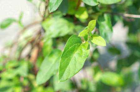 саженцы Жимолость японская American Beauty