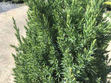 Купить можжевельник китайский stricta деревья и растения