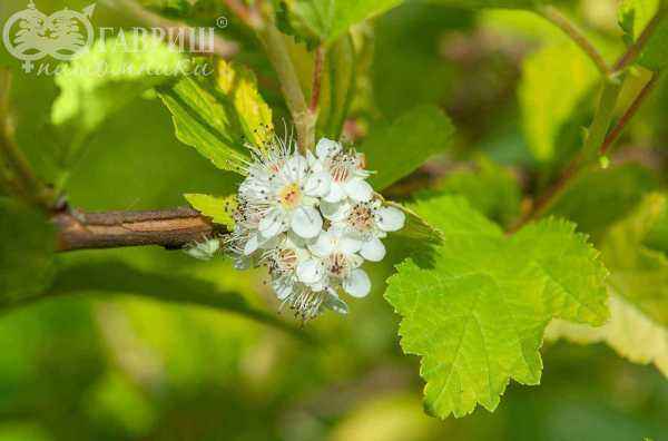 саженцы Пузыреплодник калинолистный Dart's Gold