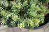 Купить ель колючая  blue mountain деревья и растения