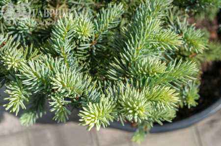 Купить ель колючая  blue mountain деревья и растения