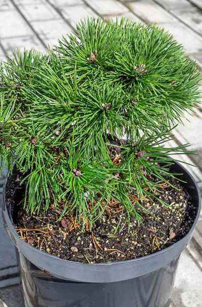 Купить сосна горная hnizdo деревья и растения