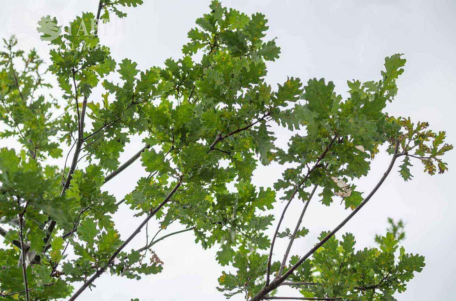 Дуб красный