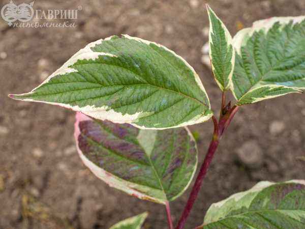 саженцы Дерен белый Sibirica Variegata