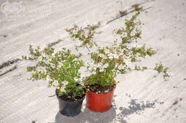 саженцы Лапчатка кустарниковая Abbotswood