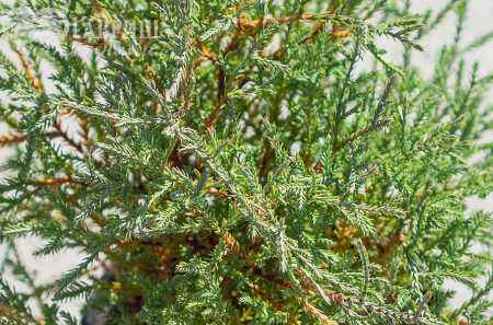 Купить туя западная mr.bowling ball деревья и растения