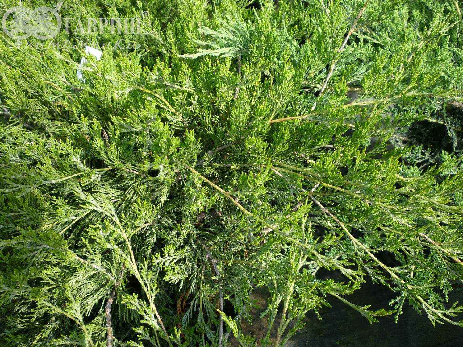 Можжевельник казацкий Arcadia