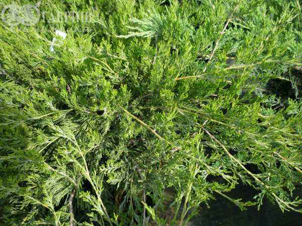 Купить можжевельник казацкий arcadia деревья и растения