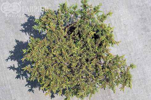 Купить можжевельник обыкновенный green carpet деревья и растения