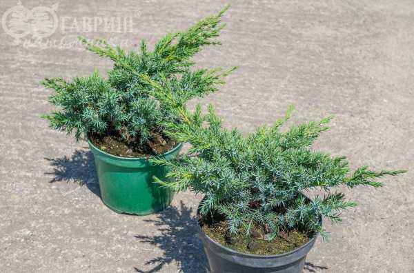 Купить можжевельник чешуйчатый hunnetorp деревья и растения