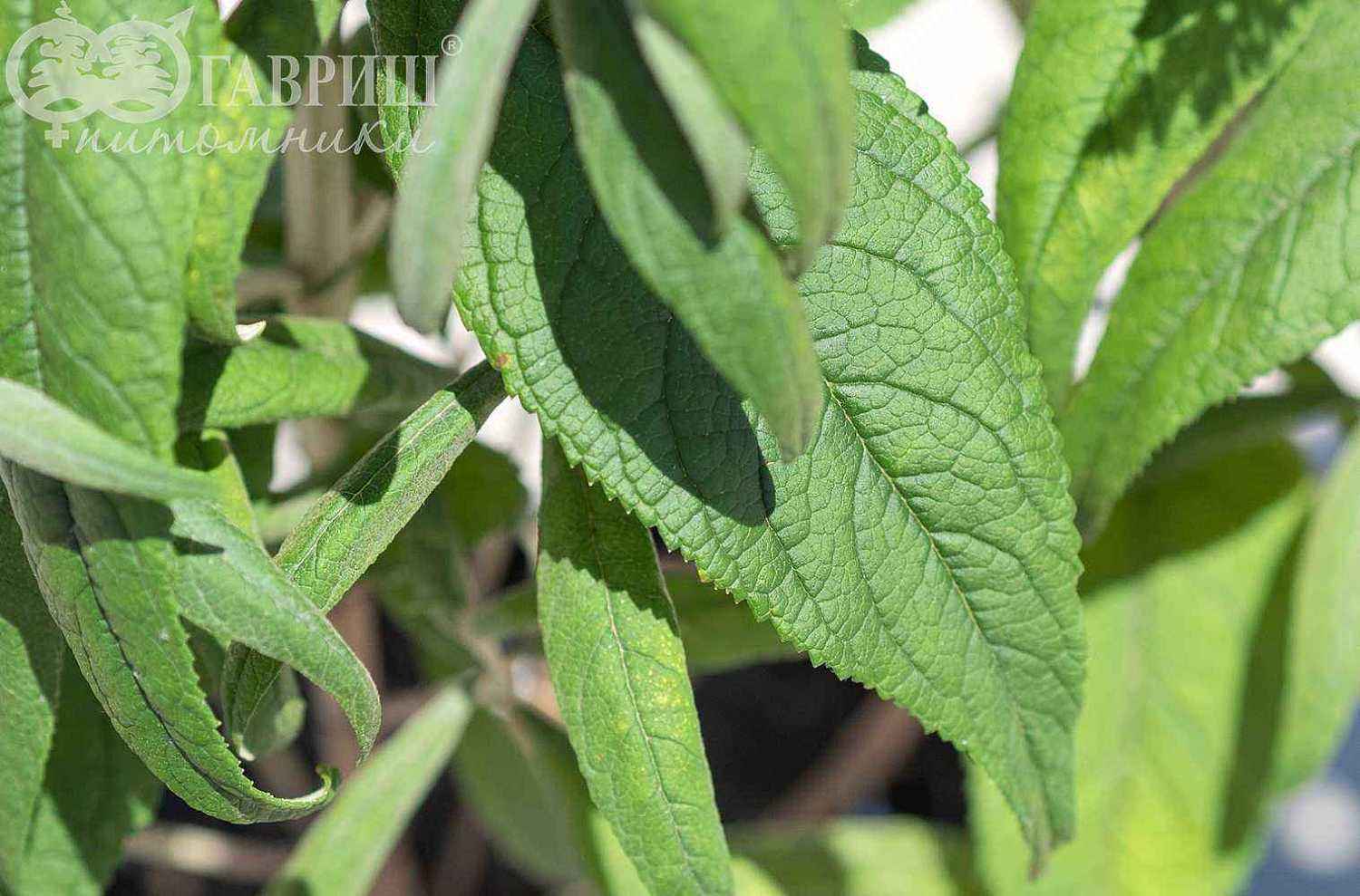 Буддлея Давида Pink Delight