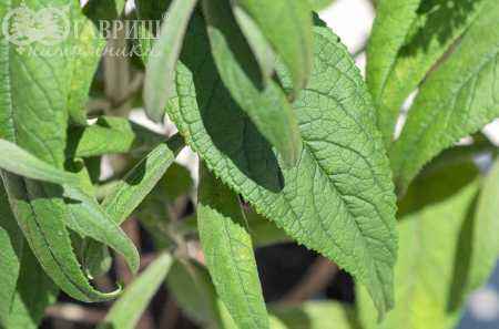 саженцы Буддлея Давида Pink Delight