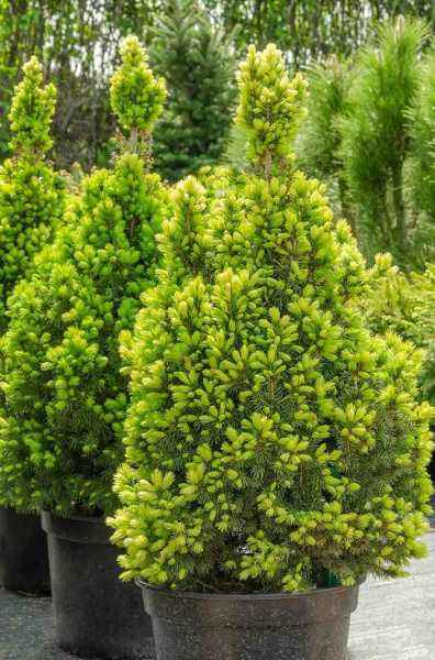 Купить ель канадская daisy's white деревья и растения