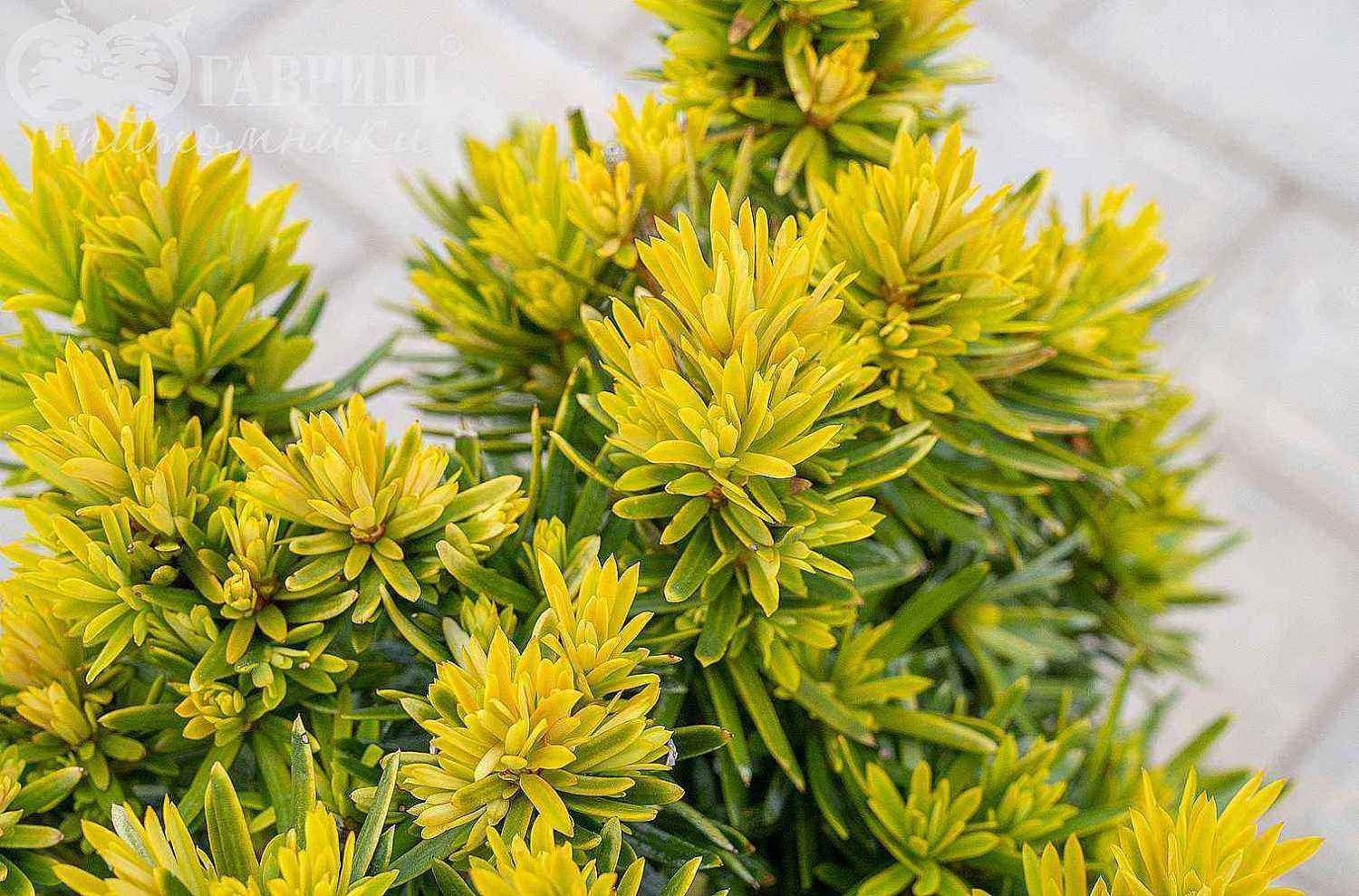 Тис ягодный Summergold