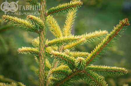 Купить ель восточная aureospicata деревья и растения