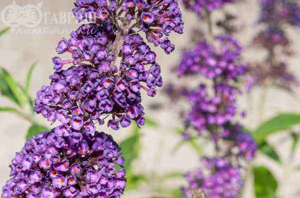 саженцы Буддлея Давида Black Knight