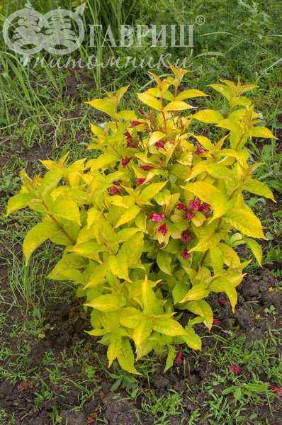 саженцы Вейгела цветущая Aurea