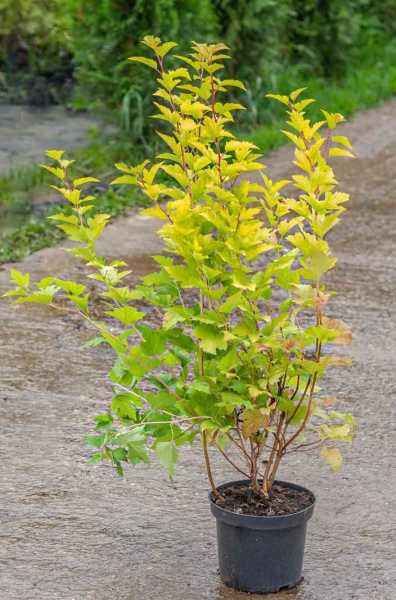 саженцы Пузыреплодник калинолистный Nugget