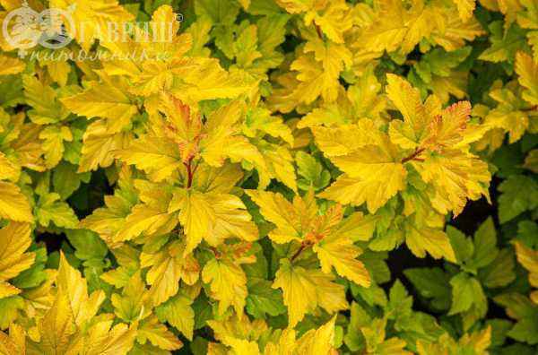 саженцы Пузыреплодник калинолистный Dart's Gold