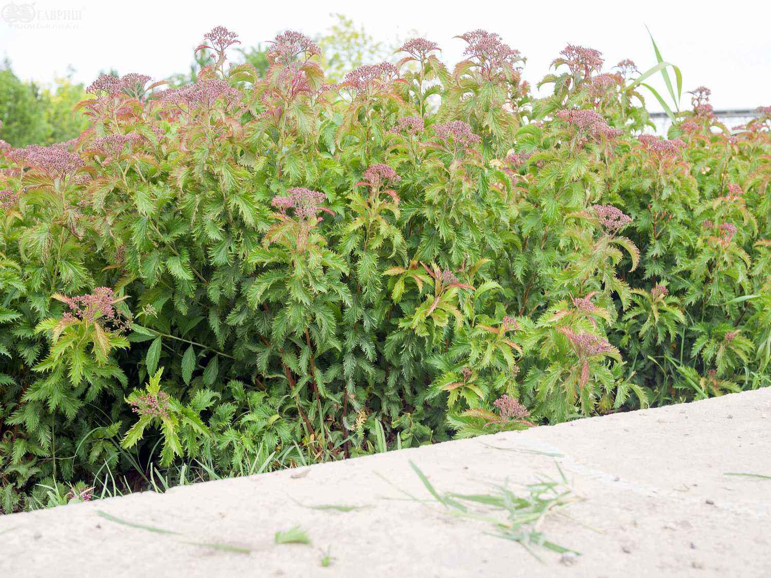 Спирея японская Crispa