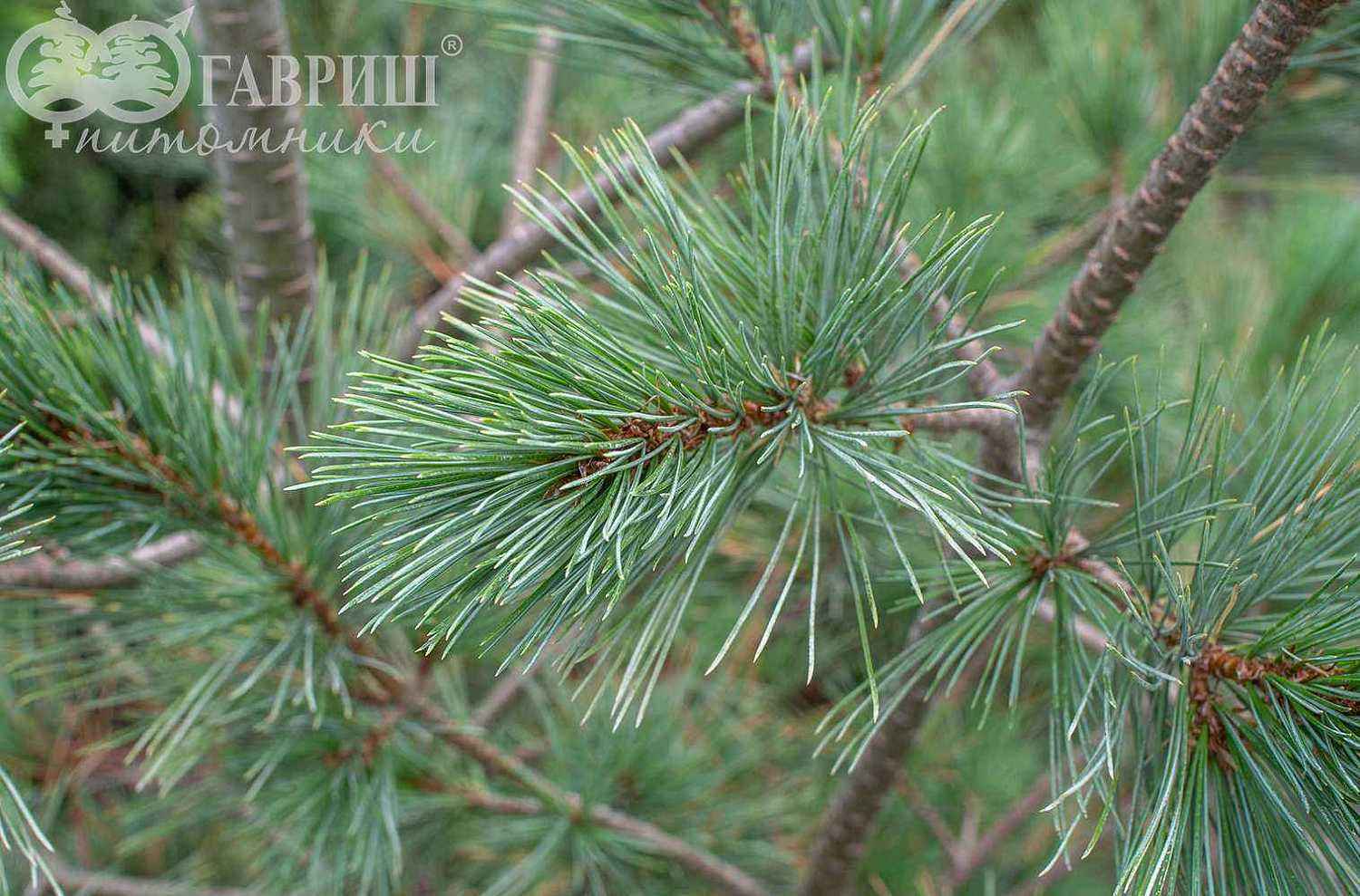 Сосна румелийская