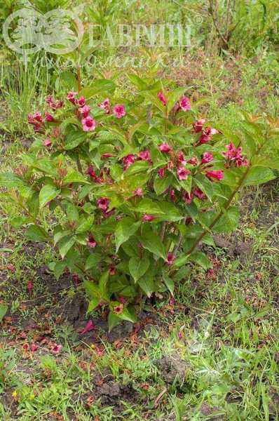 саженцы Вейгела цветущая Eva Rathke
