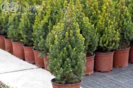 Купить ель канадская rainbow's end деревья и растения