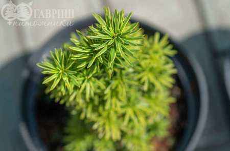 Купить тис ягодный david деревья и растения