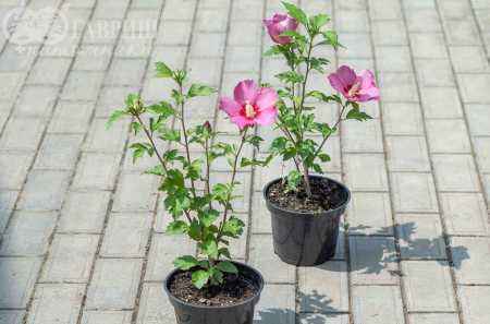 саженцы Гибискус сирийский  Pink Giant