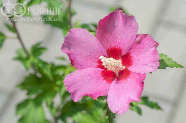 саженцы Гибискус сирийский  Pink Giant