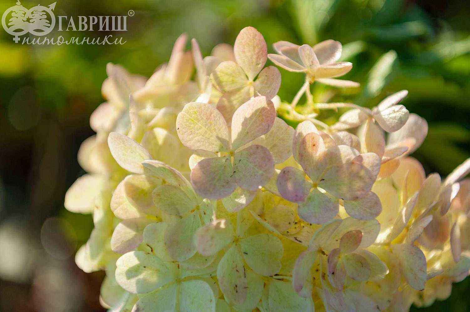 Гортензия метельчатая Phantom