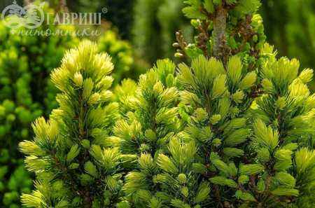 Купить ель канадская daisy's white деревья и растения