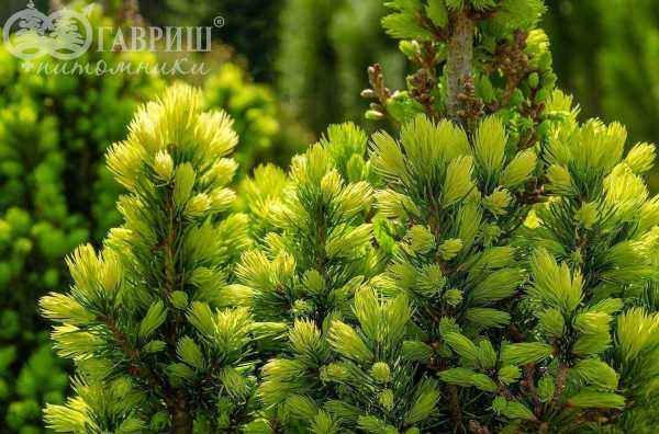 Купить ель канадская daisy's white деревья и растения