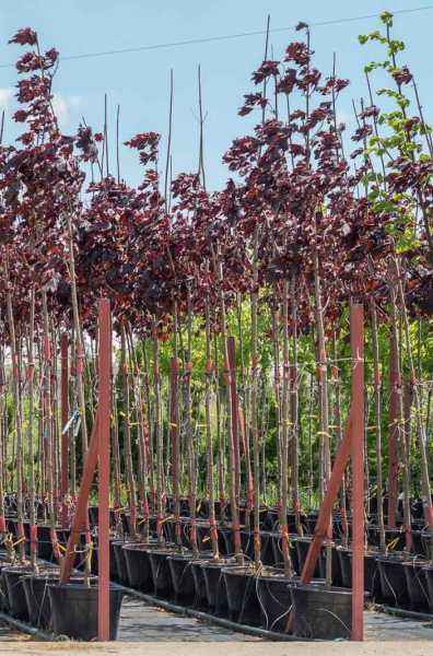 Саженцы клён остролистный royal red Саженцы клён остролистный royal red