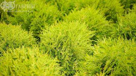 Купить туя западная mirjam деревья и растения