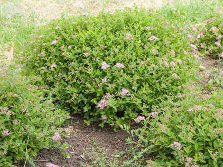 саженцы Спирея японская Little Princess