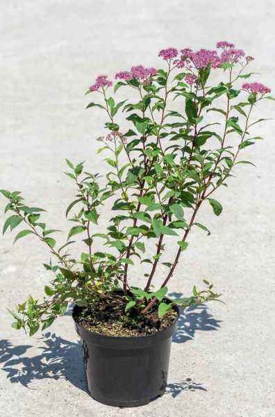 саженцы Спирея японская Dart`s Red