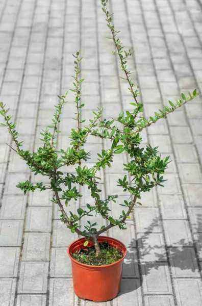 саженцы Пираканта Orange Glow