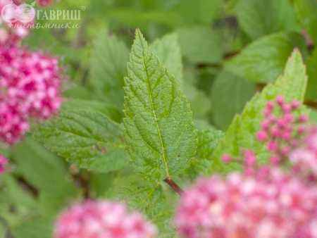 саженцы Спирея японская Anthony Waterer