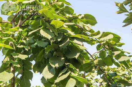 Саженцы вяз camperdownii