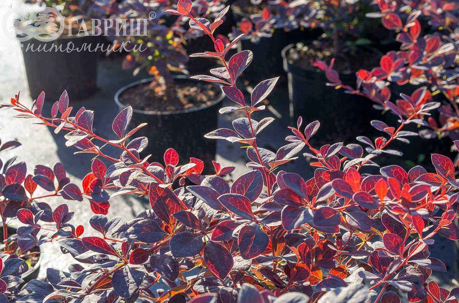 Барбарис Оттавский Superba