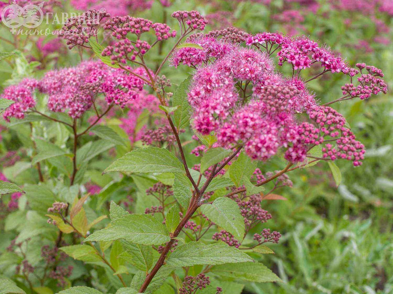 Спирея японская Anthony Waterer