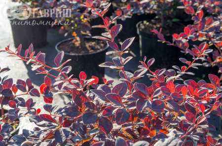 саженцы Барбарис Оттавский Superba