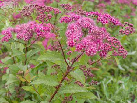 саженцы Спирея японская Anthony Waterer