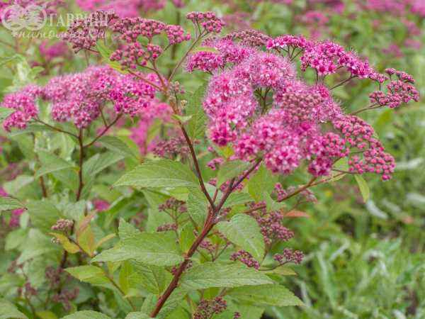 саженцы Спирея японская Anthony Waterer