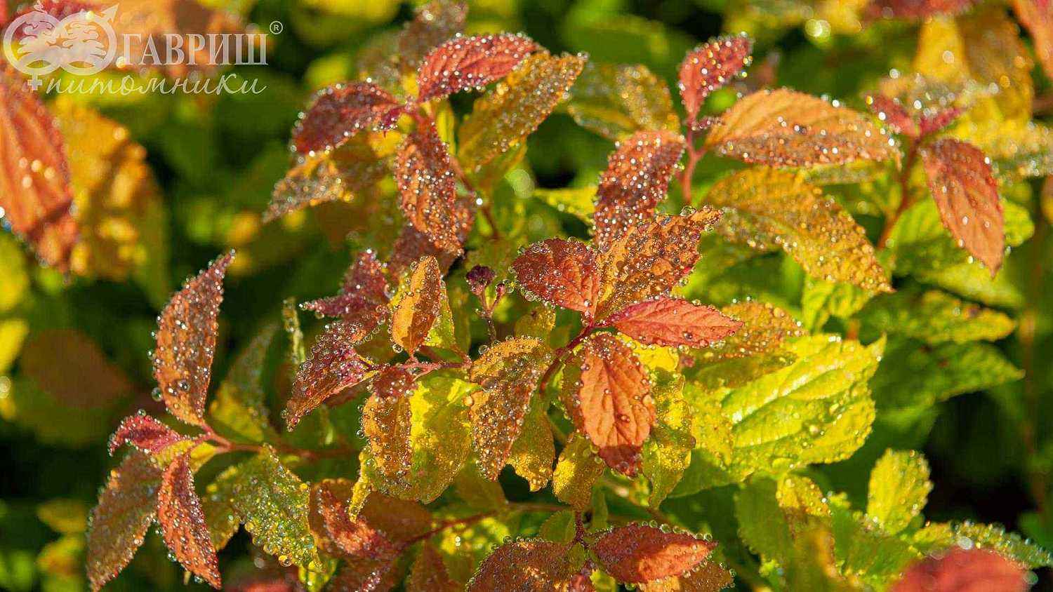 Спирея японская Goldflame